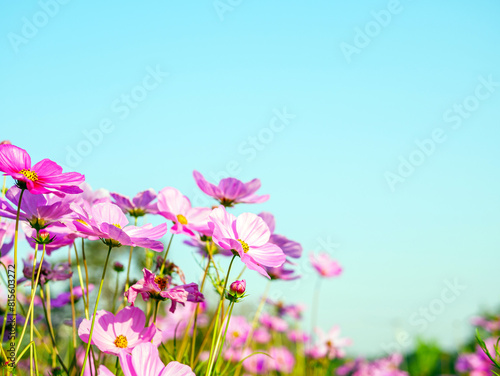 Beautiful cosmos flower field and blue sky. Low angle view nature cosmos flower wallpaper background.