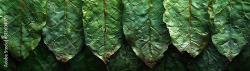 Fresh green tobacco leaves. Harvested by hand, naturally cured. photo