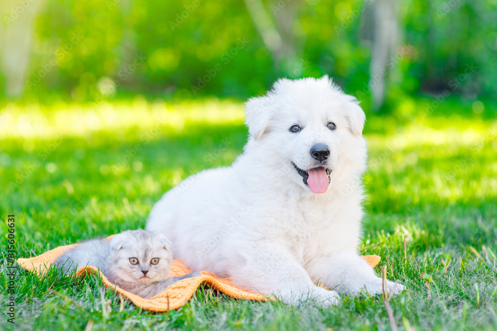 White Swiss Shepherd`s puppy lying with tiny kitten on green summer grass