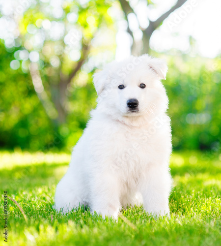 Cute White Swiss Shepherd sits at summer sunny park