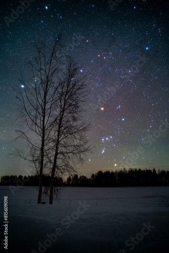 The constellation of Orion in the sky and the silhouette of a leafless tree in the foreground photo
