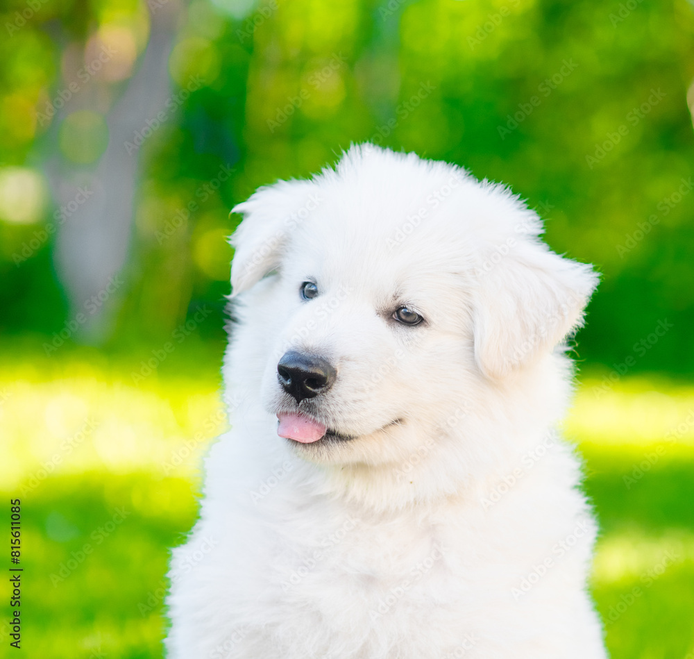Cute White Swiss Shepherd sits at summer sunny park Cute White Swiss Shepherd sits at summer sunny park