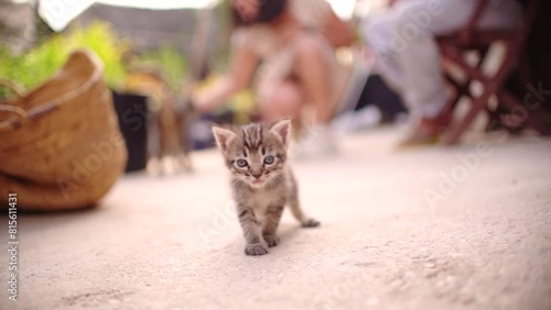 Cute small baby cats litter at basket learning to walk outdoors. Adorable new-born kittens portrait. photo