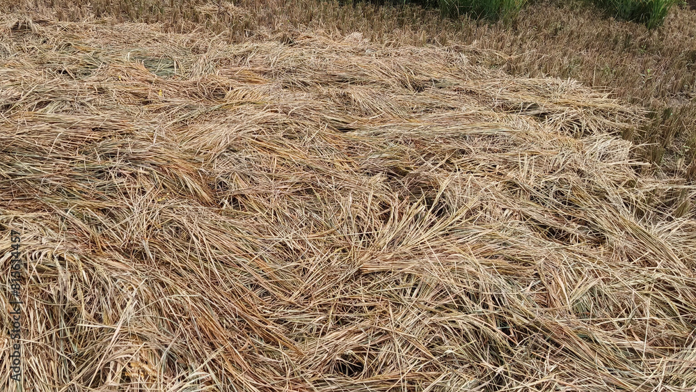 Pile of dry straw on rice field