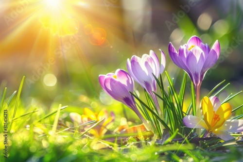 Outdoor Flowers. Springtime Blossoms in Beautiful Sunny Nature