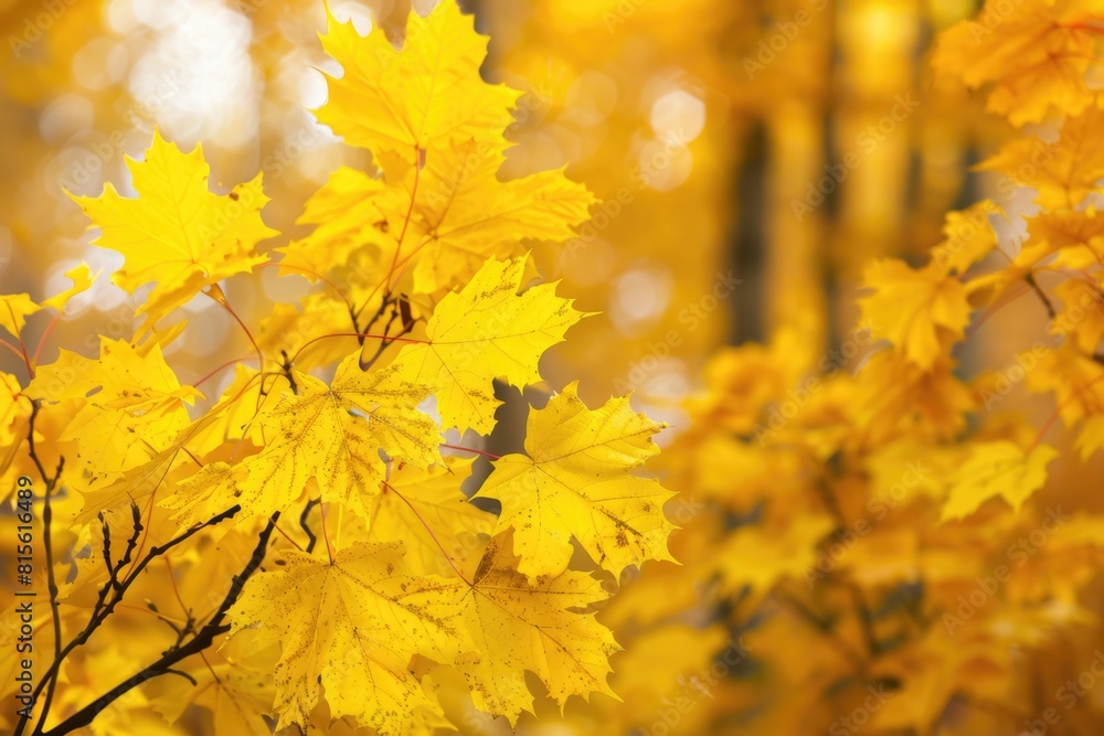 Yellow Trees in Autumn Forest: Beautiful Maple Leaves with Bright Sunlight Yellow Trees in Autumn Forest: Beautiful Maple Leaves with Bright Sunlight