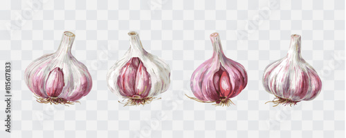 Garlic watercolor isolated graphic transparent