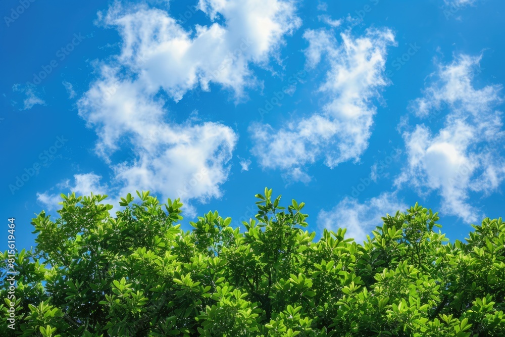 Sky Tree. Green Tree Top Line Over Blue Sky and Clouds in Summer Landscape Sky Tree. Green Tree Top Line Over Blue Sky and Clouds in Summer Landscape
