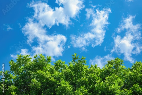 Sky Tree. Green Tree Top Line Over Blue Sky and Clouds in Summer Landscape