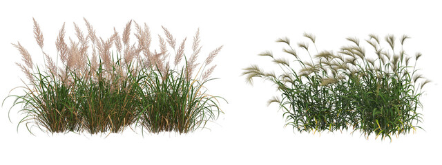 Cutout meadow grass and flower field on transparent background