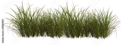 Cutout meadow grass  field on transparent background