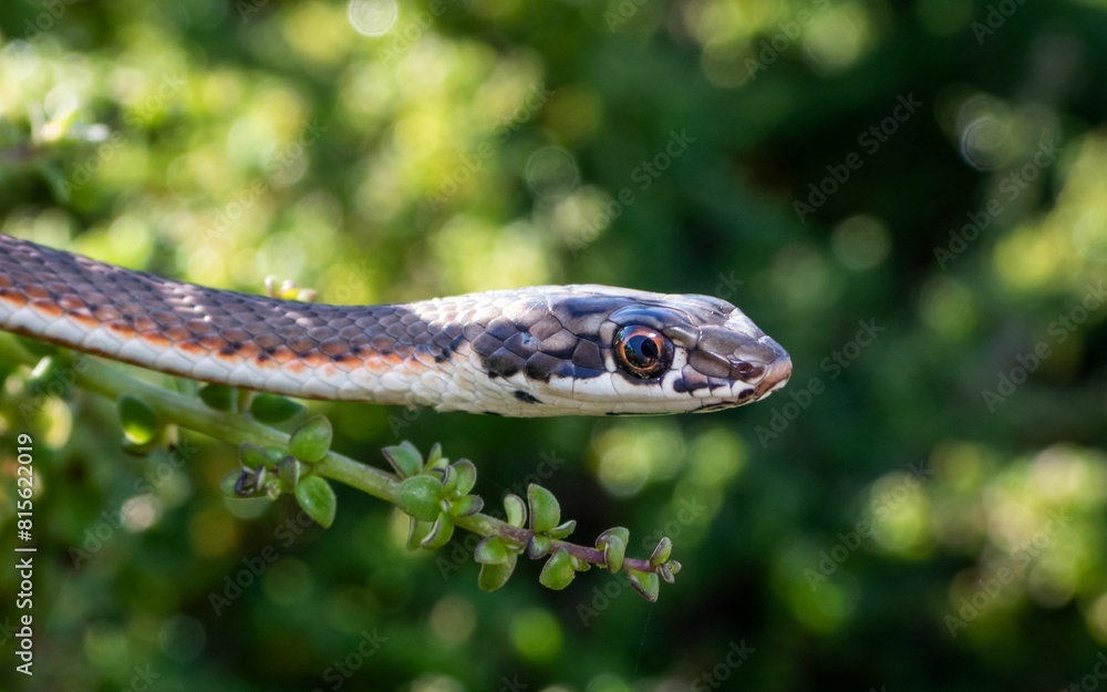 Sand Snake perched on a tree branch with lush vegetation in the background Sand Snake perched on a tree branch with lush vegetation in the background