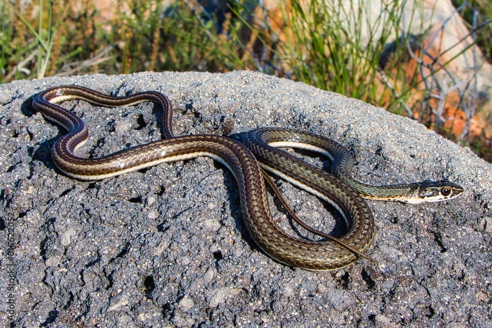 Karoo Sand Snake is perched atop a rock formation, its scales glinting in the light Karoo Sand Snake is perched atop a rock formation, its scales glinting in the light