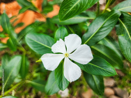 White periwinkle flower in the garden