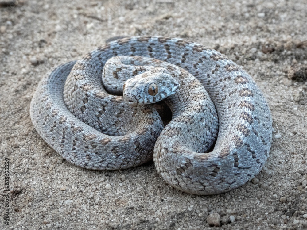 Fototapeta premium Rhombic Egg-Eater a harmless snake from South Africa slithering through sandy terrain
