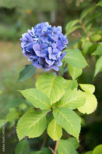 one blue hydrangea blossom in the garden