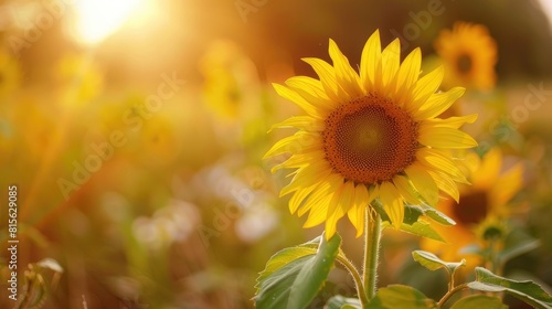 Blooming sunflower in the field with blurred natural background