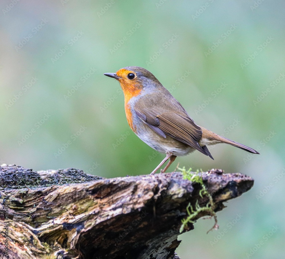 Robin bird perched atop a log in a lush forest setting. Robin bird perched atop a log in a lush forest setting.