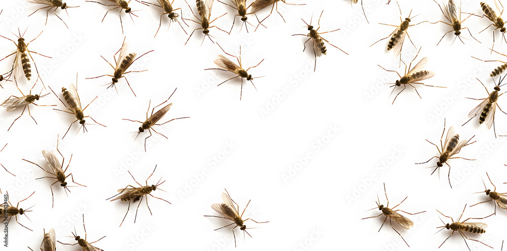 A swarm of mosquitoes isolated on white background