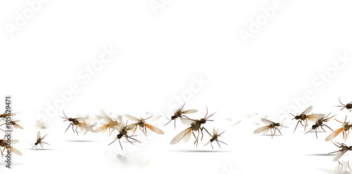 A swarm of mosquitoes isolated on white background