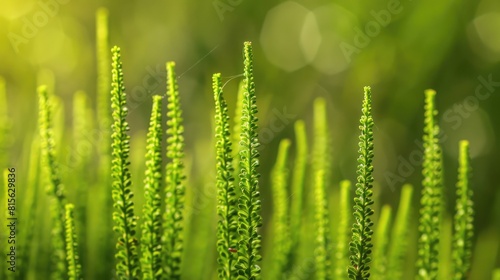 Medicinal herb known as Equisetum arvense also called field horsetail or common horsetail
