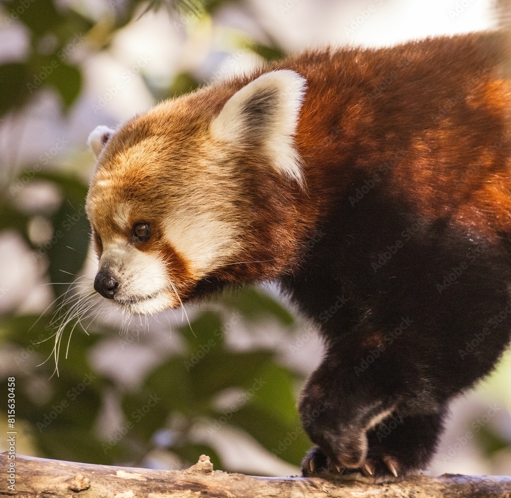 Obraz premium a red panda walking on a branch in the jungle for some reason