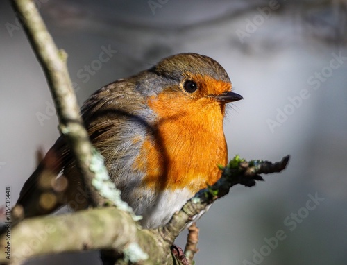 a small orange Robin bird sits on the branch of a tree © Wirestock