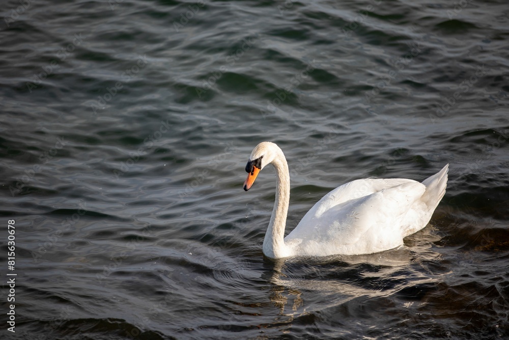 the swan is swimming through the water with a bright yellow beak the swan is swimming through the water with a bright yellow beak