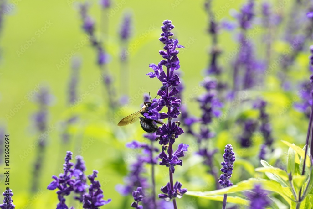 Obraz premium Lush garden bursting with vibrant purple lavender flowers set against a backdrop of lush green grass