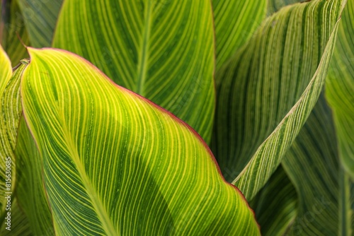 large green leaves of a plant in the field that have a red striped stalk