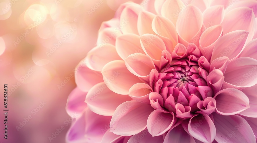 Close up of a Lovely Pink Dahlia Flower