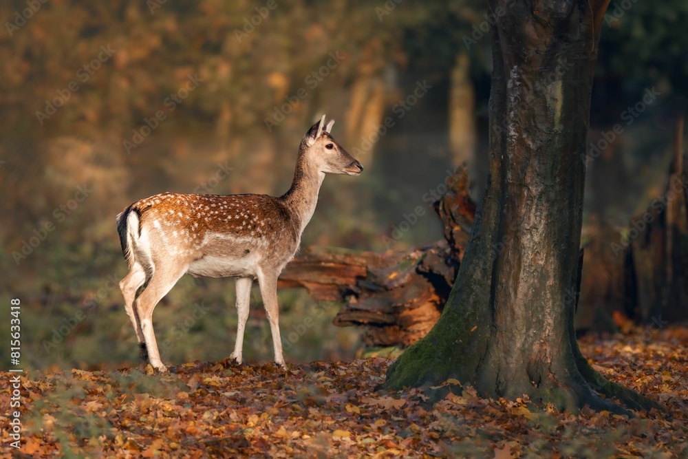 Majestic deer standing in a tranquil autumnal forest, surrounded by a plethora of fallen leaves. Majestic deer standing in a tranquil autumnal forest, surrounded by a plethora of fallen leaves.