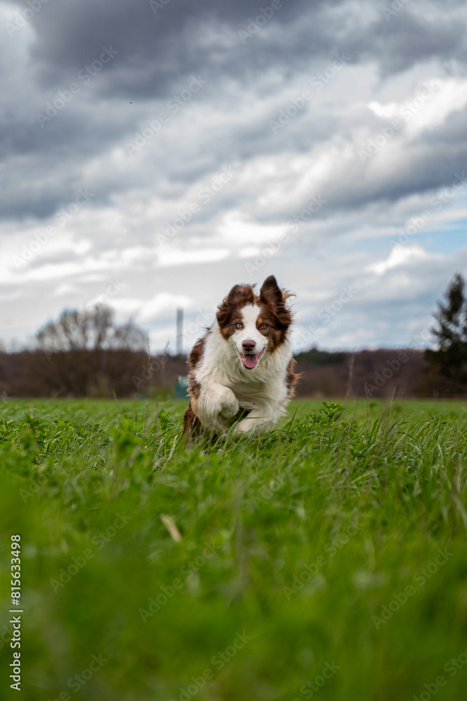 Australian Shepherd Running Joyfully in Grassy Field Under Cloudy Sky Australian Shepherd Running Joyfully in Grassy Field Under Cloudy Sky