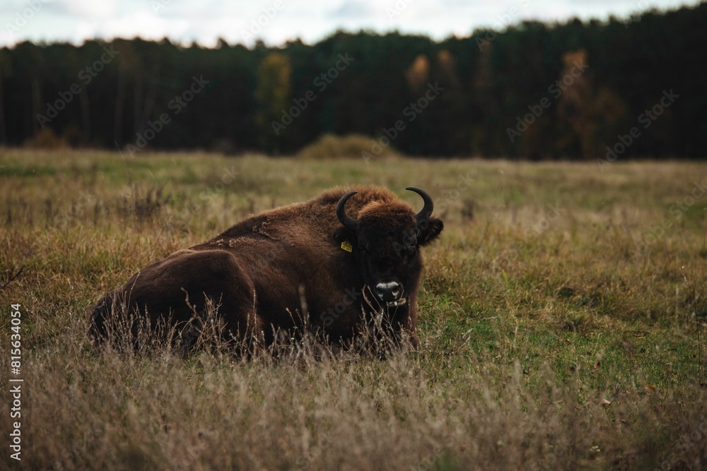 Large American Bison is resting peacefully in a lush, grassy meadow Large American Bison is resting peacefully in a lush, grassy meadow