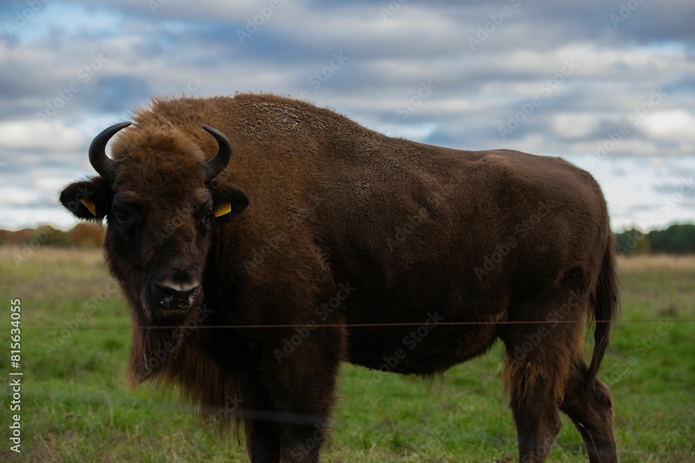 Large American Bison is standing peacefully in a lush, grassy meadow Large American Bison is standing peacefully in a lush, grassy meadow