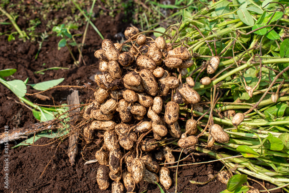Fresh peanuts plants with roots plants harvest of peanut plants.
