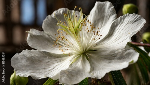 white magnolia flowers, Close-up flor blanca con grandes pistilos