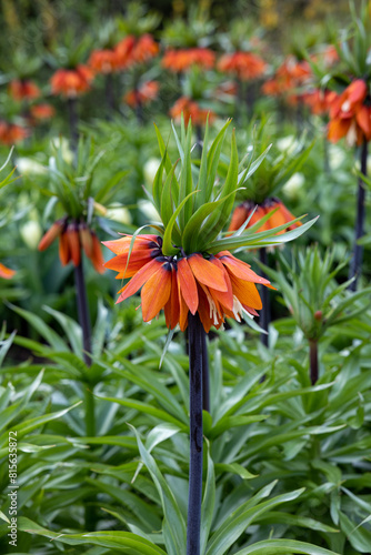 Fritillaria imperialis flowers blooming in a garden