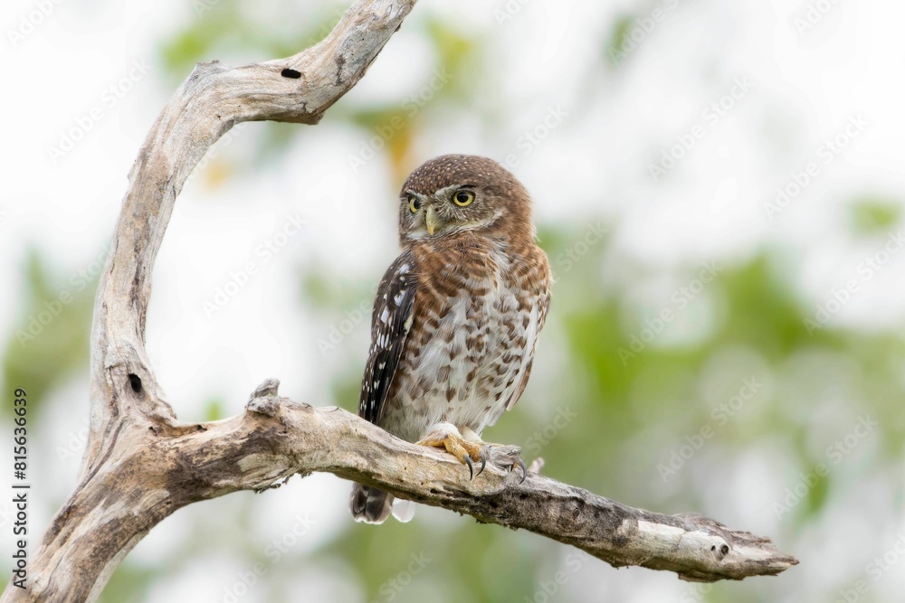 Owl perched on a thin, bare tree branch in a wooded area. Owl perched on a thin, bare tree branch in a wooded area.
