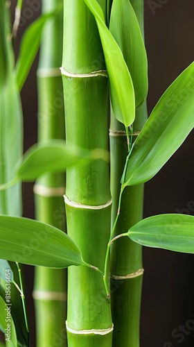 Vibrant green bamboo stems with fresh leaves