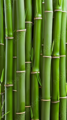 Verdant bamboo forest closeup showcasing natural patterns