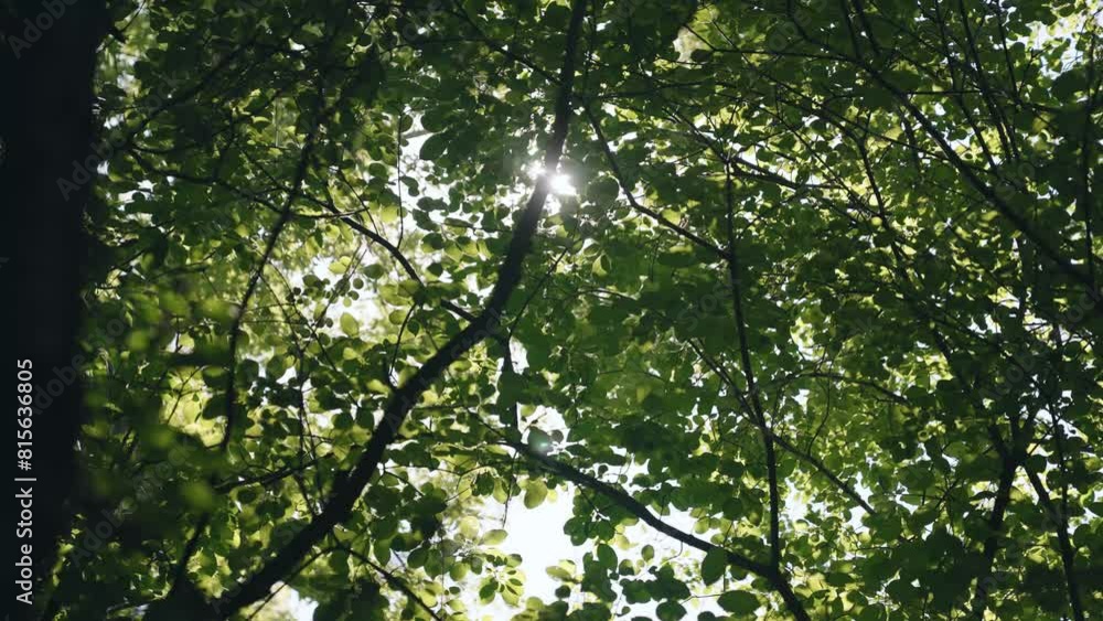 Scenic view of sun rays passing through the green leaves and branches of thick trees in the woods