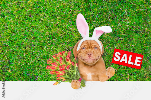 Smiling Mastiff puppy wearing easter rabbits ears holds bouquet of tulips and shows signboard with labeled "sale" above empty white banner. Empty space for text