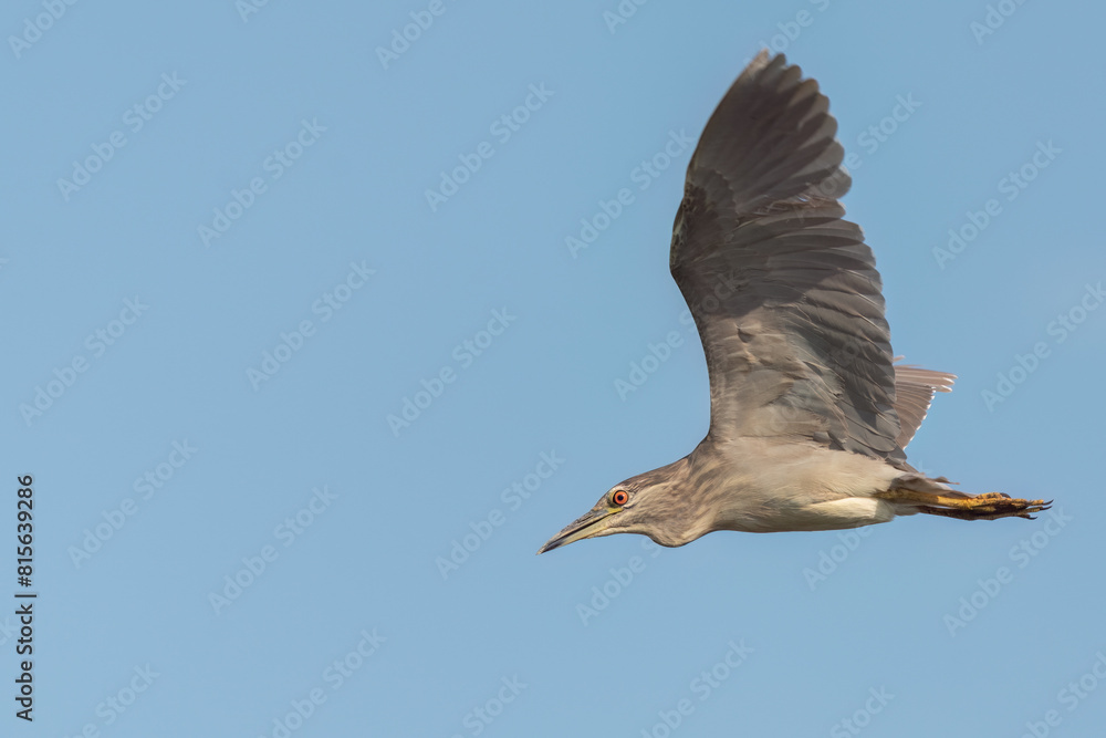 Obraz premium Black-crowned night heron flying in the sky with wide opened wings