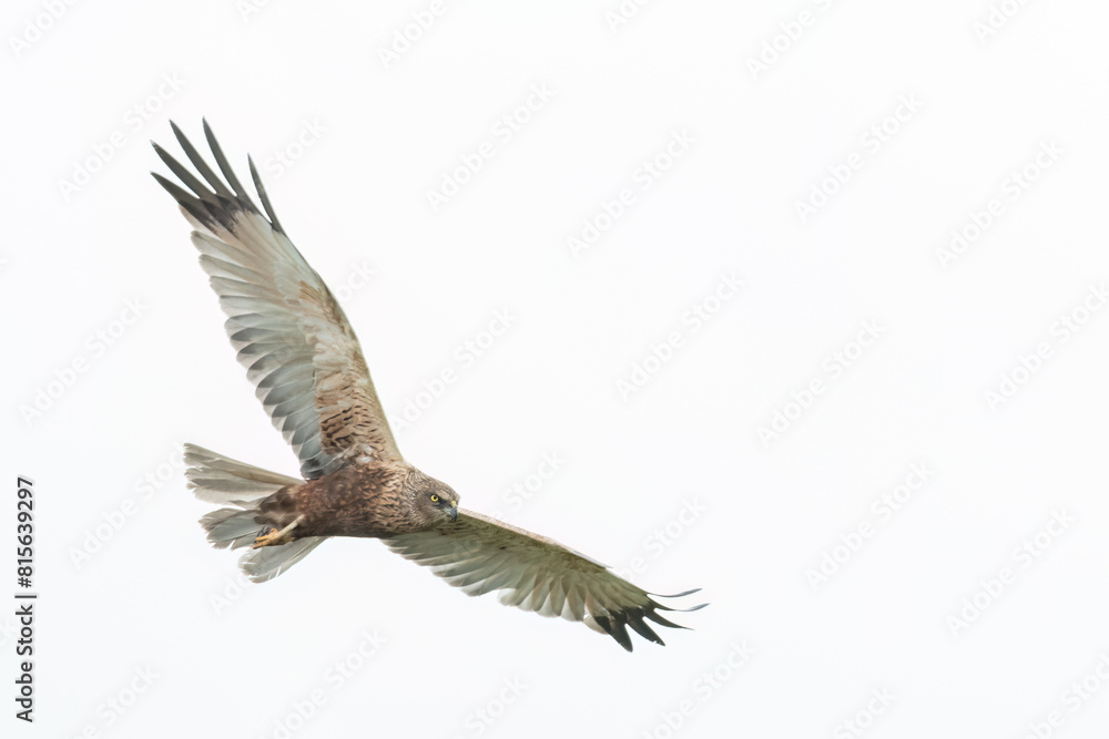 Western marsh harrier flying in the sky with wide opened wings Western marsh harrier flying in the sky with wide opened wings