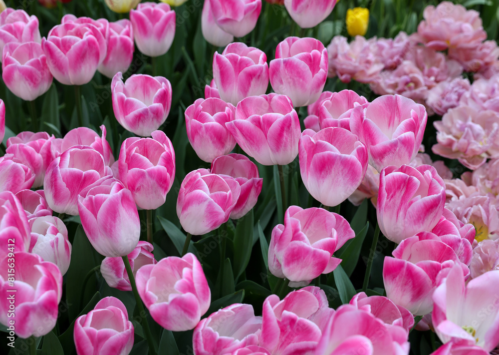Obraz premium Pink tulips called Deborah. Triump group. Tulips are divided into groups that are defined by their flower features