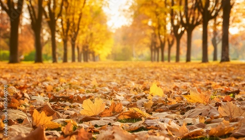 A quiet park scene in autumn with a blanket of orange and yellow leaves  providing a vivid 