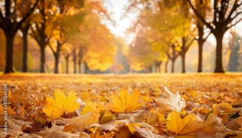 A quiet park scene in autumn with a blanket of orange and yellow leaves  providing a vivid 