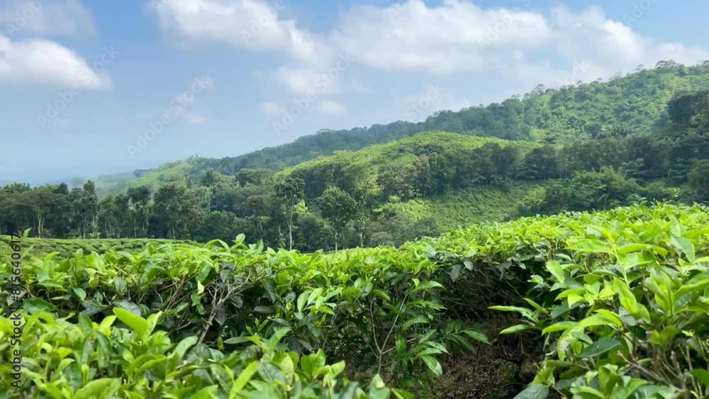 Landscape of fresh green tea leaves on a bush in Gunung Gambir, Jember, Indonesia. Slow panning captures the vibrant, lush tea plantations, highlighting the natural beauty and vitality of the leaves. Landscape of fresh green tea leaves on a bush in Gunung Gambir, Jember, Indonesia. Slow panning captures the vibrant, lush tea plantations, highlighting the natural beauty and vitality of the leaves.