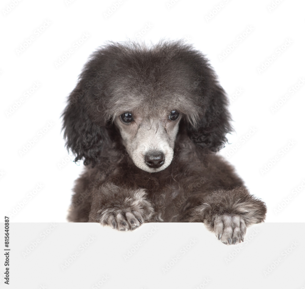 Cute black poodle puppy looks above empty white banner. Isolated on white background Cute black poodle puppy looks above empty white banner. Isolated on white background